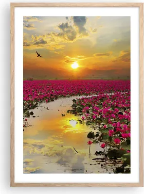 Produktbild von Gerahmtes Poster - Rahmen in heller Eiche - See Blumen - 50x70 cm - Wand Bild - Wanddeko - Wandbilder - Kunstposter - Wandposter - Bilderrahmen - Bilder - Kunstdruck - Wandbild - P2NPA50x70-3769