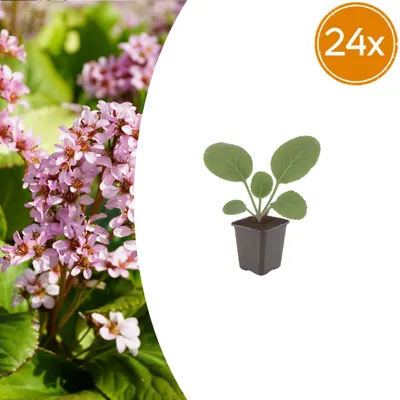 Zdjęcie produktu dla Bergenia cordifolia | 24 sztuki - 10-25cm - Ø9cm - Roślina ogrodowa