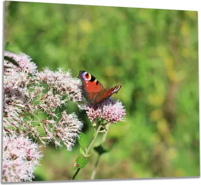 Produktbild von Wallario Herdabdeckplatte aus Glas, Größe 60 x 52 cm 1-teilig, Motiv Schmetterling auf Blüte