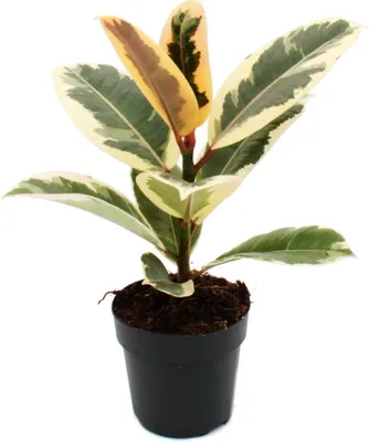 Produktbild von Biely kaučukovník - Ficus elastica "Tineke" - črepník 11 cm