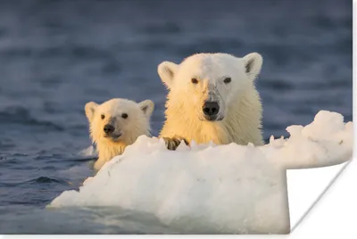 Produktbild von MuchoWow® Poster Eisbär - Baby - Eisberg 60x40 cm - Schlafzimmerdekoration