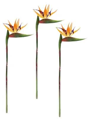 Kunstblumen Strelitzie, 3er Set, 60 cm, orange