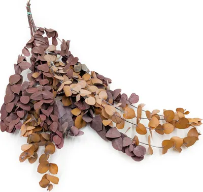 Produktbild von Stabilisierter Eukalyptus - Espiral - Dunkler Herbst