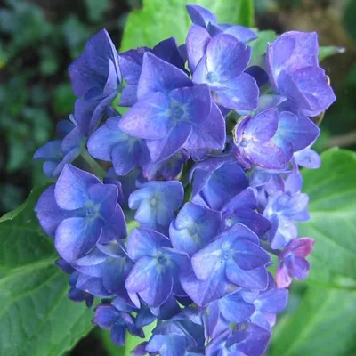 Obrázek produktu pro 2 x  hortenzie  - Hydrangea macrophylla 'Blauer Zwerg'  | 25-30 cm v kontejneru
