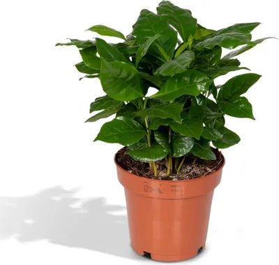 Produktbild von Meergroothandel Coffea Arabica (Kaffeepflanze) - 25 cm, Ø12 cm