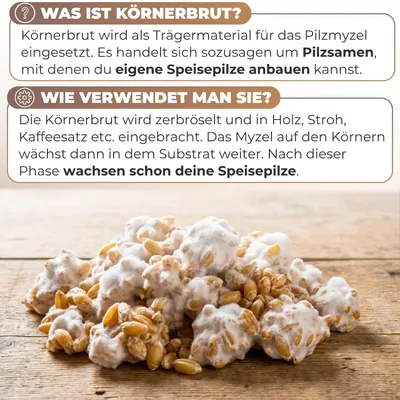 Produktbild von Hawlik Pilzbrut Austernpilze Körnerbrut 150 g – Pilzbrut eigene Pilzzucht auf Stroh Kaffeesatz Holz, KI-generiertes Bild