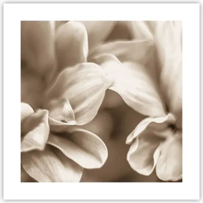 Produktbild von Poster - Poster ohne Rahmen - Blumen Boho ohne - 40x40 cm - Wand Bild - Wanddeko - Wandbilder - Kunstposter - Wandposter - Bilder - Kunstdruck - Wanddekoration - Wandbild - P2XAC40x40-4767