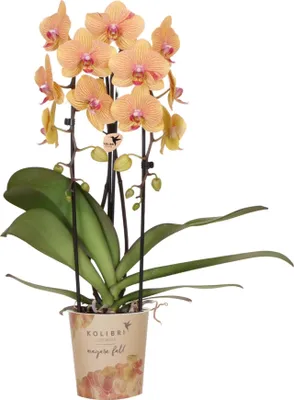 Image de Orchidée Phalaenopsis « Sunny Bunny » Ø12cm, plante d'intérieur à fleurs