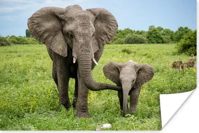 Produktbild von MuchoWow® Poster Elefant - Natur - Park 180x120 cm - Fotoplakat