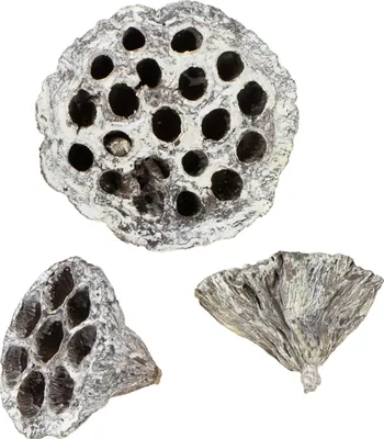 Produktbild von Lotos Natur Deko künstliche Lotuskolben Weiß gewaschen 6-8cm 50 St Deko-Trockenblumen, 50 Stück