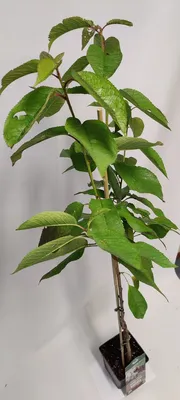 A young cherry tree in a pot, with green leaves and a wooden stake for support, against a white background.