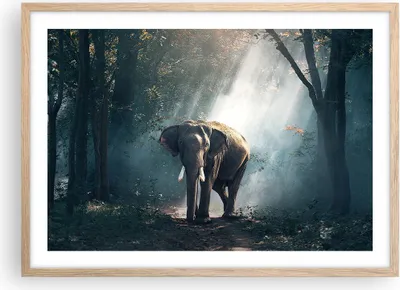 Produktbild von Gerahmtes Poster - Rahmen in heller Eiche - elefant natur - 70x50 cm - Wand Bild - Wanddeko - Wandbilder - Kunstposter - Wandposter - Bilderrahmen - Bilder - Kunstdruck - Wandbild - P2NAA70x50-3972