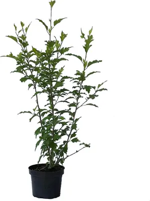 Produktbild von Roseneibisch Hamabo