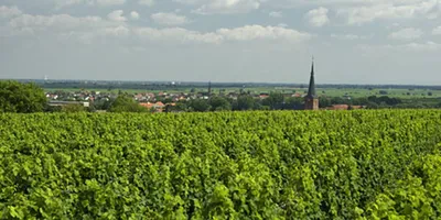 Produktbild von Riesling Deidesheimer Langenmorgen Grosses Gewächs - 2018 - Mosbacher