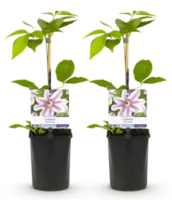 Produktbild von GreenboutiQ - Kletterpflanze - Clematis Nelly Moser - Blüte Rosa - Wenig Pflege - 2 Pflanzen - Topf 11cm Höhe 40cm