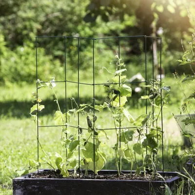 Produktbild von Windhager Robuste Pflanzenstütze aus beschichtetem Stahl für Tomaten, 4-tlg., 1.18 m hoch