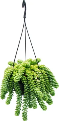 Obrázok produktu pre Sedum morganianum 'Burrito' - Opicia hojdacka - 14cm závesný kvetinác - závesný sukulent