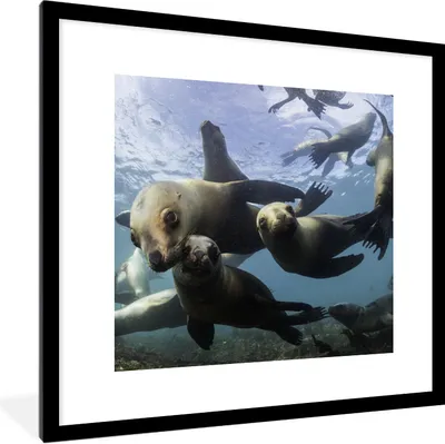 Produktbild von MuchoWow® Gerahmtes Poster Seelöwe - Wasser - Kamera 40x40 cm - Poster mit Schwarzem Bilderrahmen Wandposter Rahmen Foto Bilder - Poster - Plakat im Rahmen