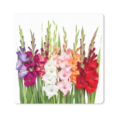 Produktbild von MuchoWow® Mauspad Mousepad Gladiolen - Blumen - Farben 30x30 cm - Mousepads - Maus Mat - Pad - Mausunterlage - Gaming