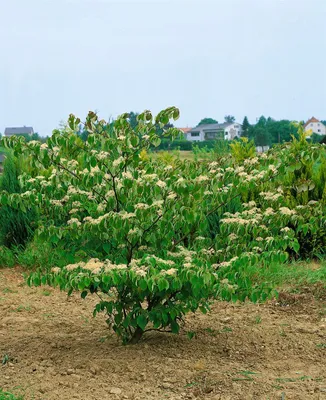 Zdjęcie produktu dla Cornus controversa 'Pagoda', Etagen-Hartriegel, 50-60 cm
