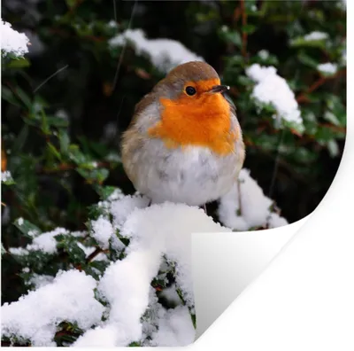 Produktbild von MuchoWow® Wandtattoo Wandsticker Wandaufkleber Rotkehlchen - Baum - Schnee 50x50 cm Selbstklebend und Repositionierbar - Selbstklebend - Fototapeten