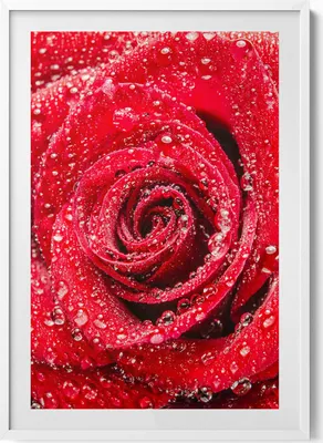 Produktbild von Rose auf den Blütenblättern einer roten Rose– Wandbild mit Rahmen – Gerahmtes Bild  – Wanddekoration – 70x100 cm –  Weiß Rahmen