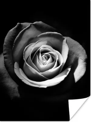 Produktbild von MuchoWow® Poster Blumen - Schwarz - Rose - Weiß - Botanisch 120x160 cm - Wandbilder