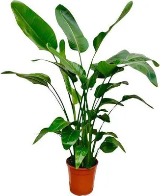 Zdjęcie produktu dla Drzewo Strelitzia – Strelitzia Nicolai – roślina doniczkowa – 150 cm – Ø24 cm – tropikalna roślina bananowa o dużych zielonych liściach do salonu, biura i ogrodu zimowego