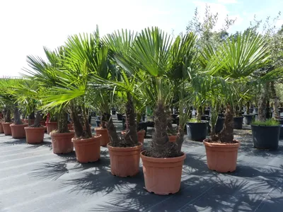 Produktbild von mehrstämmig Trachycarpus Fortunei Palme Palmengruppe, winterhart 200 cm