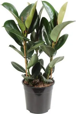 Produktbild von Gummibaum Ficus Elastica Robusta Ø27cm ↕85cm Zimmerpflanze Luftreinigend