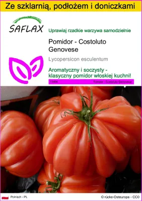 Zdjęcie produktu dla SAFLAX - Zestaw do uprawy - Pomidor - Costoluto Genovese - 10 Nasiona - Z mini szklarnią, podłożem uprawowym i 2 doniczkami - Lycopersicon esculentum