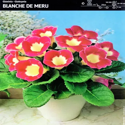 Image de Gloxinia en pot Blanche de Meru 1 pièce Gloxinia plant bulbe