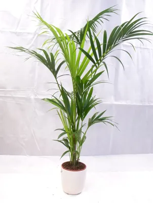 Produktbild von [Palmenlager] - XL Howea forsteriana - Kentia Palme 160 cm // Zimmerpflanze