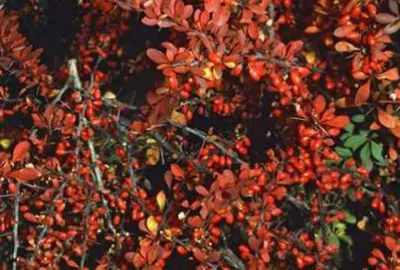Obrázok produktu pre Berberis thunbergii - Dulovnica 40- 60 cm kontajner