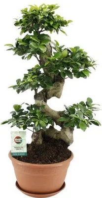 Zdjęcie produktu dla Ficus Ginseng – figowiec chiński, średnica 27 cm, wysokość 70 cm, bonsai z ozdobnymi korzeniami