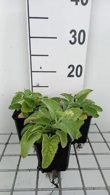 Obrázek produktu pro 6 x Salvia vert. 'Alba' - Hvězdicovitý mech - květináč 9 x 9 cm
