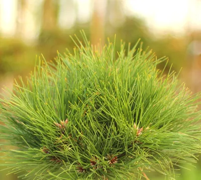 Image de Pin noir Pinus nigra Marie Bregion 20 - 25 cm Pin à feuilles persistantes