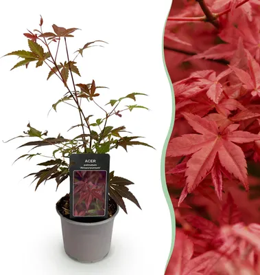 Produktbild von GreenboutiQ - Gartenpflanze - Acer palmatum Atropurpureum - Lila - 1 Pflanze - Laubabwerfend - Wenig Pflege - Topf 12cm Höhe 35cm