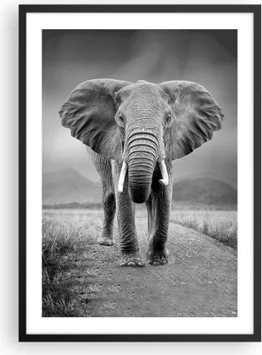 Produktbild von Gerahmtes Poster - Schwarzer Rahmen - Elefant Wildnis Natur - 50x70 cm - Wand Bild - Wanddeko - Wandbilder - Kunstposter - Wandposter - Bilderrahmen - Bilder - Kunstdruck - P2BPA50x70-4966
