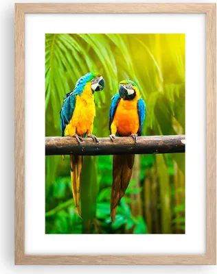 Produktbild von Gerahmtes Poster - Rahmen in heller Eiche - Papageien Collorful Natur Vögel - 30x40 cm - Wand Bild - Wanddeko - Wandbilder - Wandposter - Bilderrahmen - Bilder - Kunstdruck - P2NPA30x40-2696
