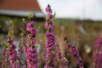 Obrázok produktu pre Daphne mezereum 'Rubra' - Seidelova kôra 40-50 cm Kontajner