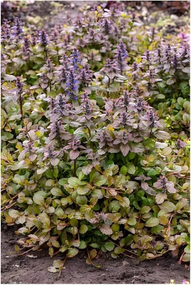 Produktbild von Stauden Gänge 10 x Ajuga reptans 'Braunherz' - Kriechender Günsel - Elegantes Laub für kontrastreiche Beete - Bienenfreundlich