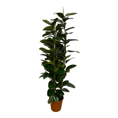 Produktbild von Trendyplants - Ficus Elastica Robusta Strauch - Gummibaum - Höhe 160-180 cm - Topfgröße Ø27cm