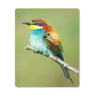 Produktbild von MuchoWow® Mauspad Mousepad Vogel - Tiere - Bienenfresser 30x40 cm - Mousepads - Maus Mat - Pad - Mausunterlage - Mausmatten