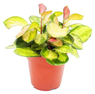 Obrázek produktu pro Závesná pokojová rostlina - Hoya carnosa "Lisa" - barevná porcelánová kvetina - voskový kvet - kvetinác 12 cm
