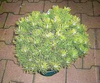 Produktbild von Zwerglatschenkiefer Klostergrün - Pinus mugo Klostergrün 25-30cm