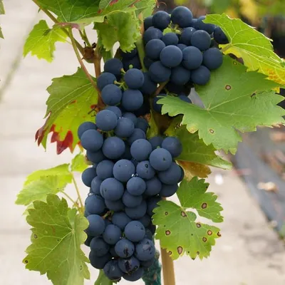 Produktbild von Regent - blaue Weintraube -  pilzfeste Weinrebe ca. 60-100 cm 3,5 Liter Topf