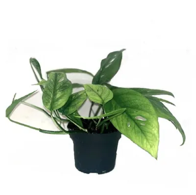 Produktbild von Epipremnum Cebu Blue – Efeutute, ca. 20 cm, Pflegeleichte Zimmerpflanze, Exotische Grünpflanze für Zuhause