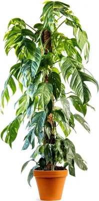 Obrázok produktu pre Gardners Epipremnum Albo Variegata, priemer 24 cm