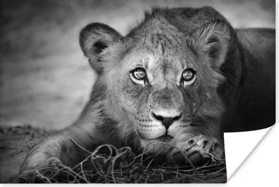 Produktbild von MuchoWow® Poster Wildtiere - Löwe - Natur - Schwarz - Weiß 30x20 cm - Plakate - Print